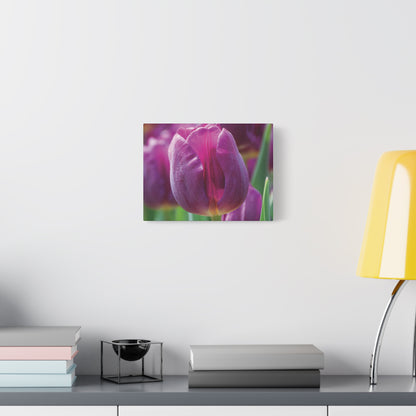 Purple Tulip Canvas Print — Matte Stretched Wall Art (1.25")